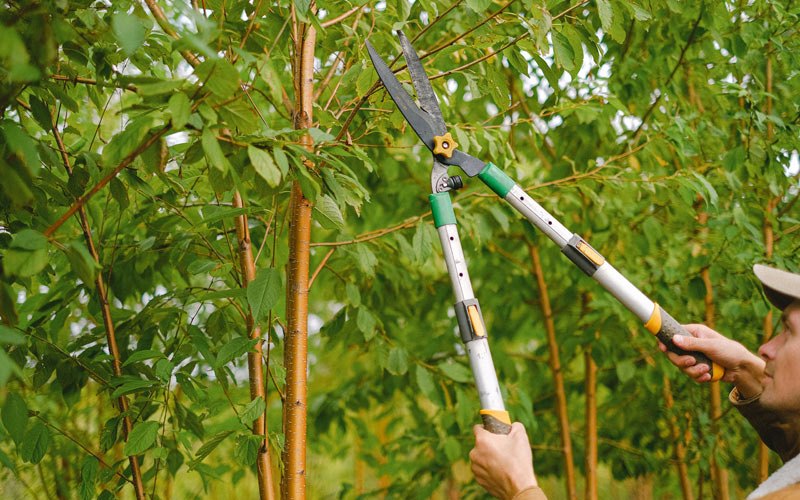 Tree trimming in Marble Falls, AR