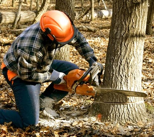 Tree Removal in Marble Falls, AR